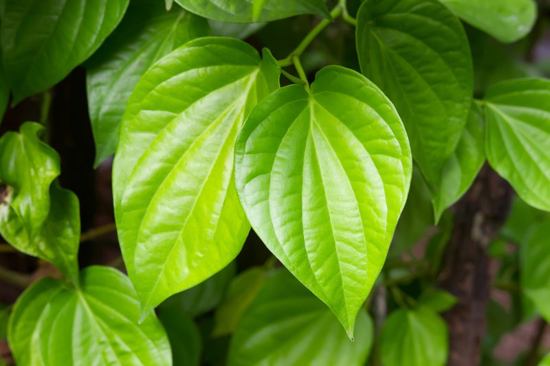 Lưu ý khi sử dụng lá trầu không chữa đau dạ dày